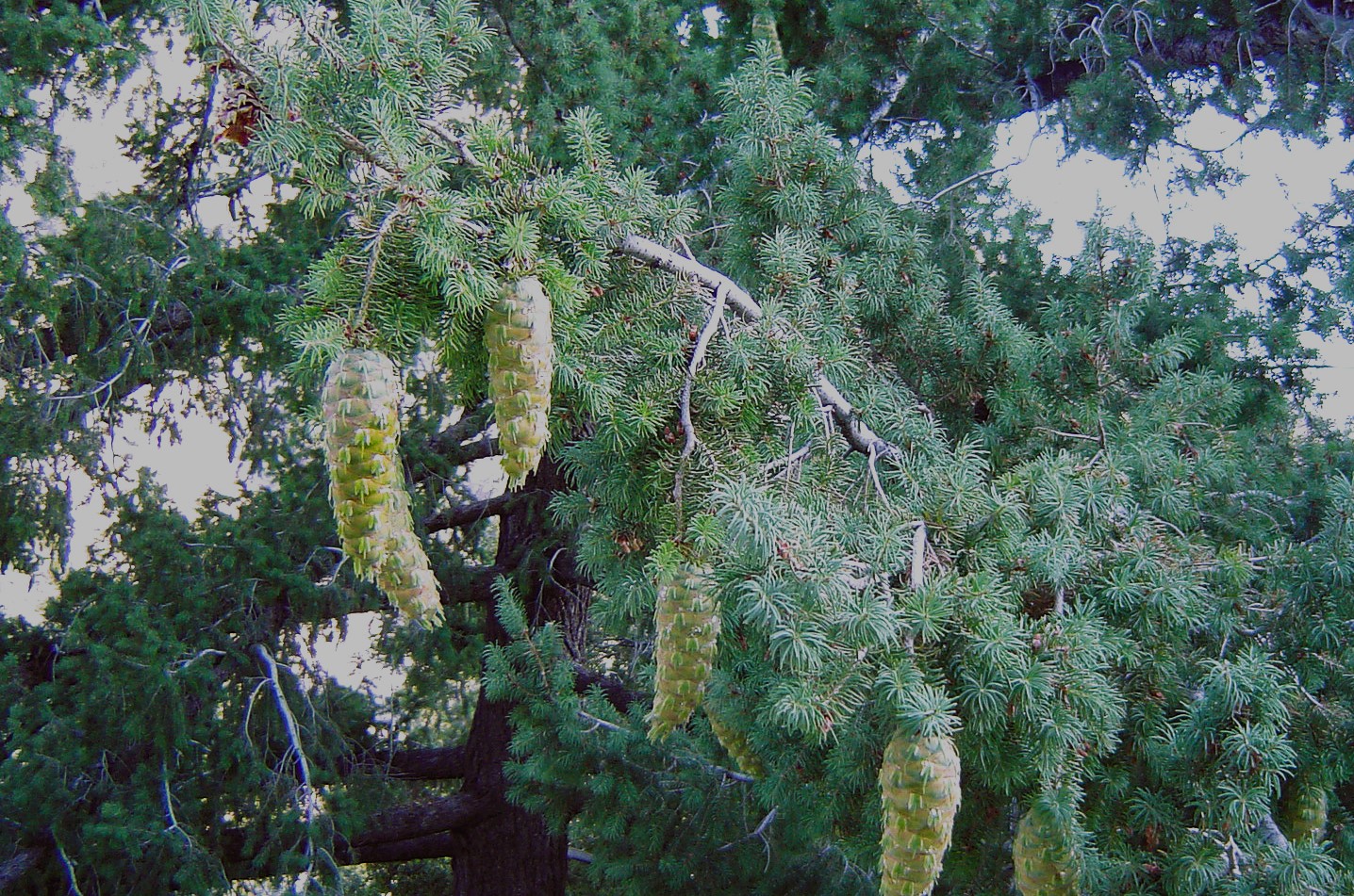 Pseudotsuga macrocarpa: Guardian of Southern California